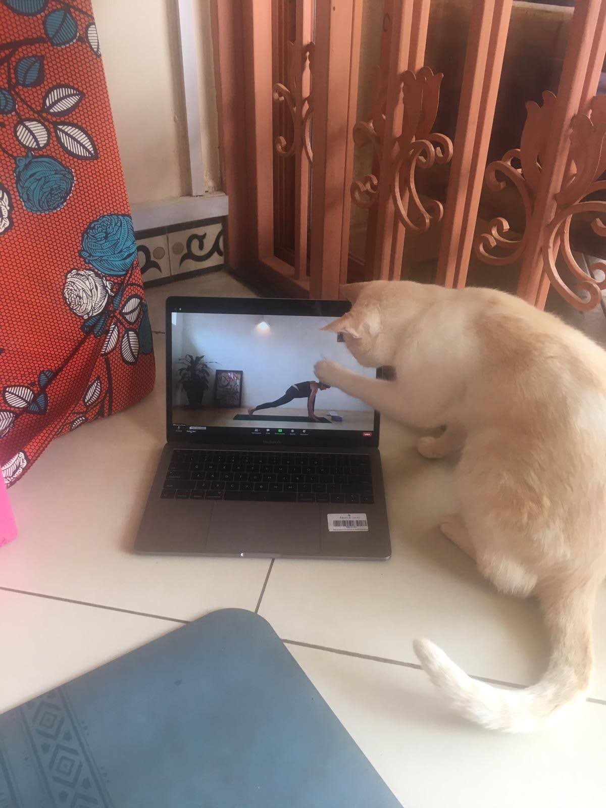 Yoga en ligne