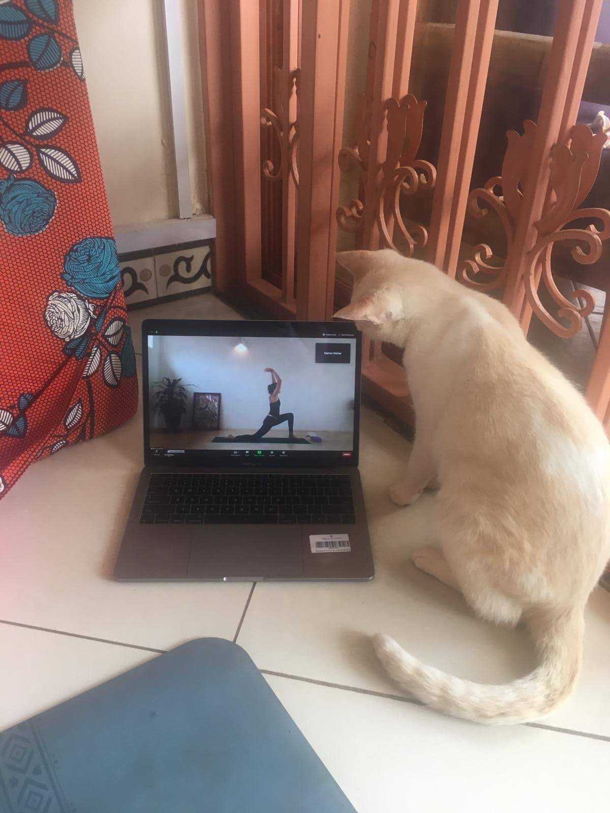 Yoga en ligne